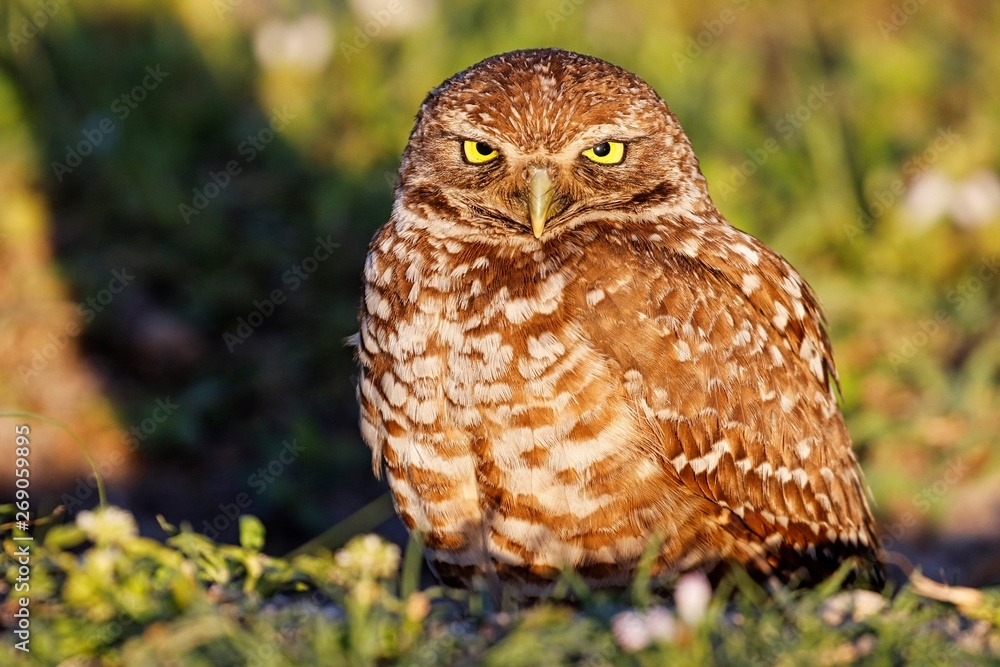 Kanincheneule / Burrowing Owl in Cape Coral, Florida