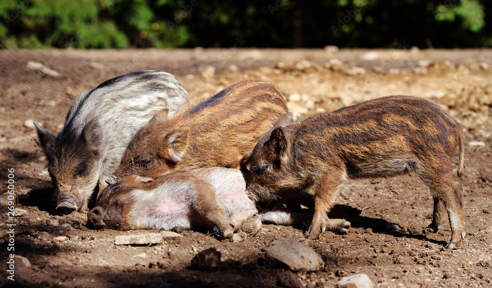 Wild boar in forest. Summer day. Wild animals Wild boar in forest. Summer day. Wild animals