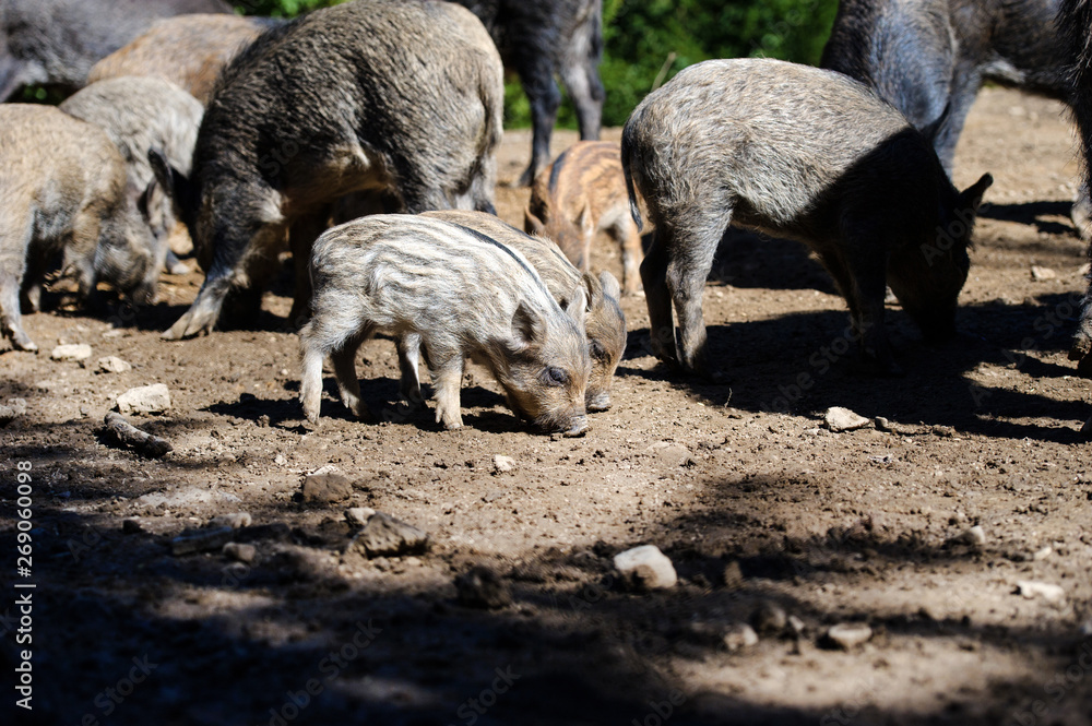 Wild boar in forest. Summer day. Wild animals Wild boar in forest. Summer day. Wild animals