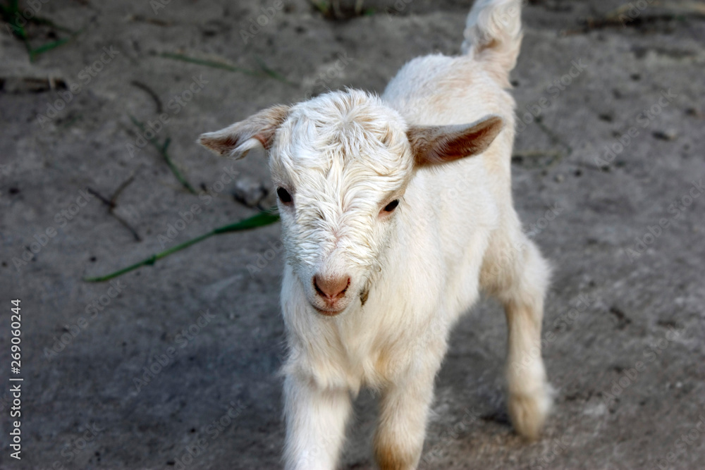 Fototapeta premium beautiful little lamb looking into the camera with copy space for text