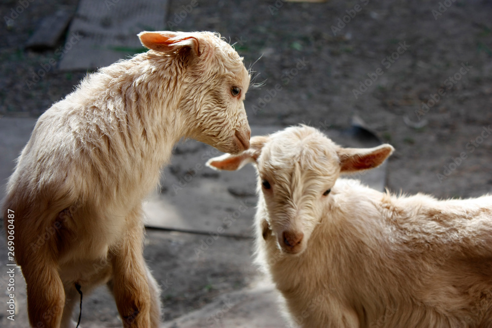 two young white goats play with each other. close-up two young white goats play with each other. close-up