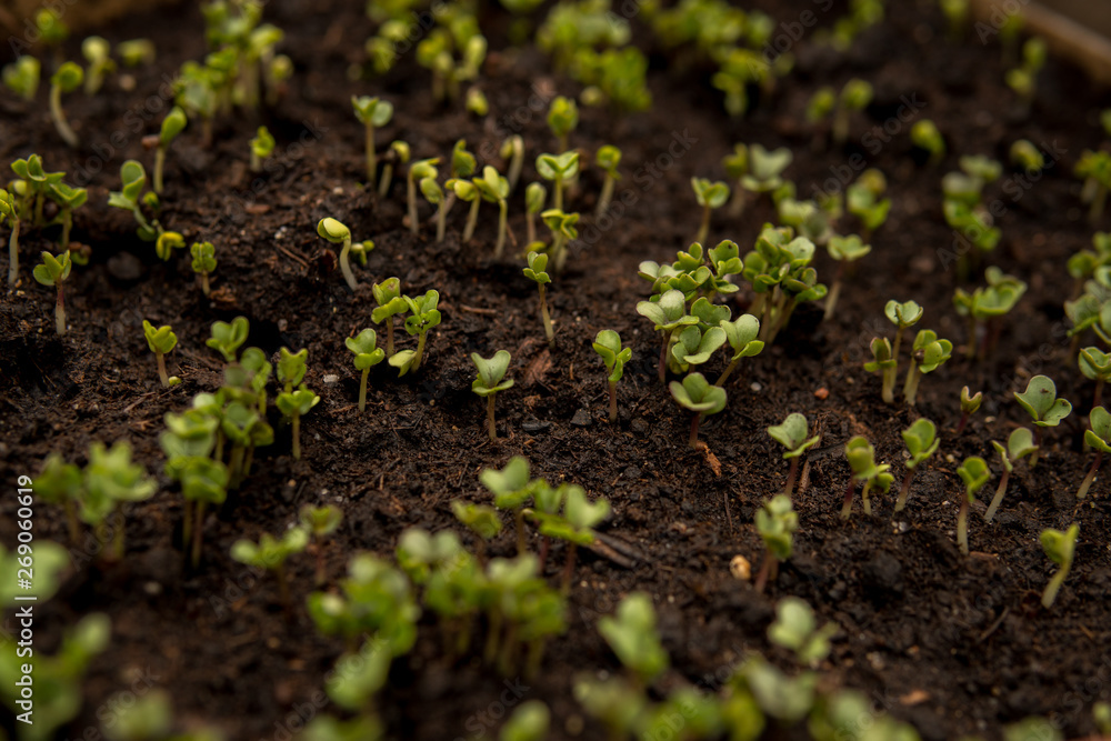 tiny seedlings of some plants tiny seedlings of some plants