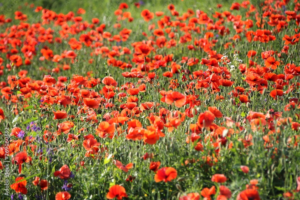 poppies, poppy, field, flower, red, nature, meadow, flowers, summer, green, landscape, plant, blossom, grass, ukraine beauty, wild, beautiful, color, 