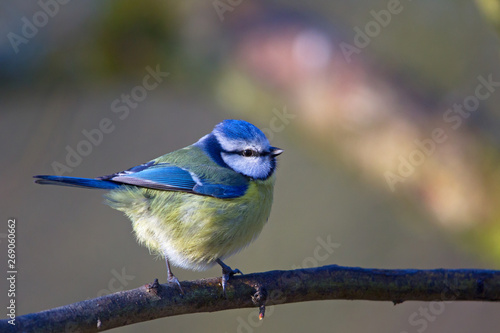 Blue Tit (Cyanistes caeruleus) in the nature protection area Moenchbruch near Frankfurt, Germany.