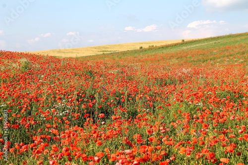 poppies  poppy  field  flower  red  nature  meadow  flowers  summer  green  landscape  plant  blossom  grass  ukraine beauty  wild  beautiful  color  