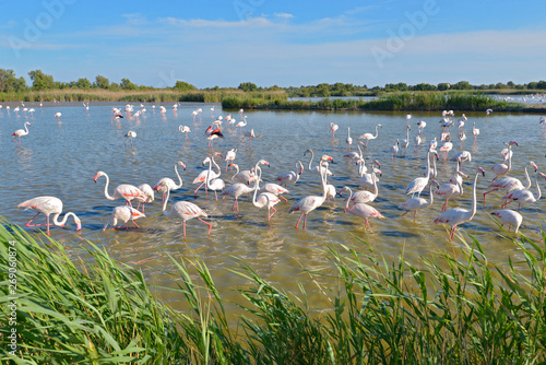 Obraz na płótnie Group of flamingos (Phoenicopterus ruber) in water, in the Camargue is a natural