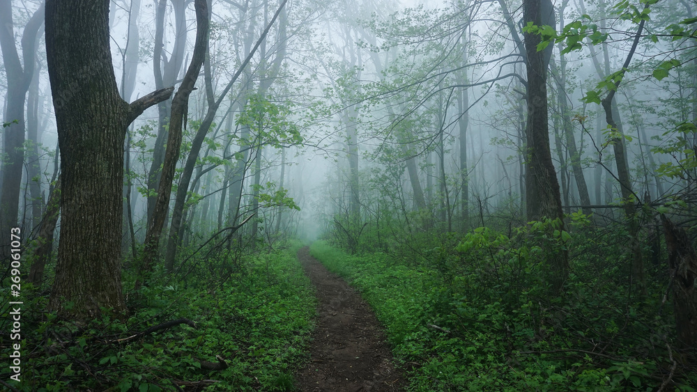 A foggy view of the Appalachian Trail in the Shenandoah Mountains of Virginia. A foggy view of the Appalachian Trail in the Shenandoah Mountains of Virginia.