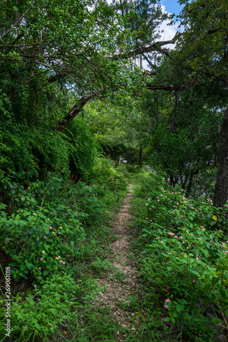 Path in forest  © Alice Wonderland