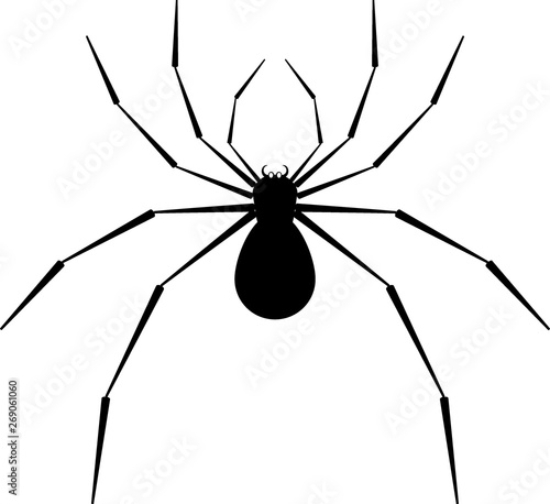 isolated spider