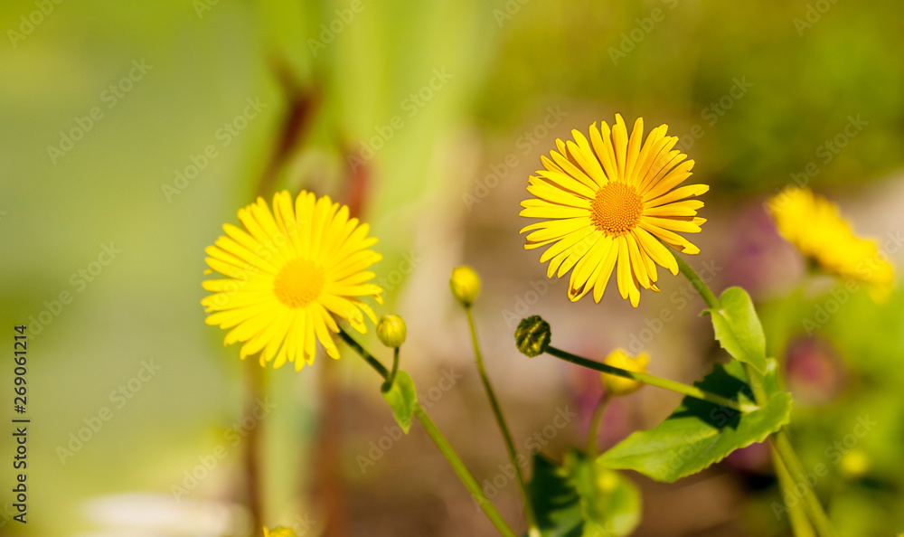 calendula flowers in the garden calendula flowers in the garden
