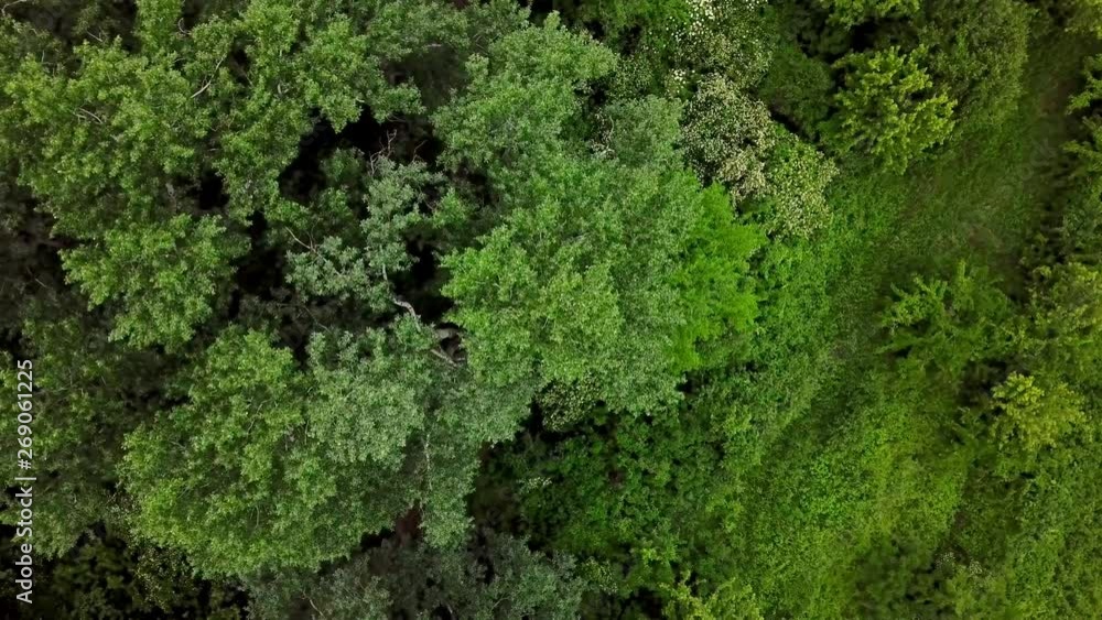 Drone's Eye View - 4K top down view of woodland mysterious forest trees Drone's Eye View - 4K top down view of woodland mysterious forest trees