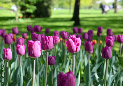 Blossoming tulips closeup. © konstan