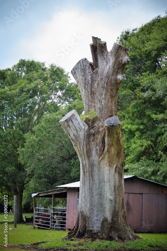 Old oak tree trunks against a barn 