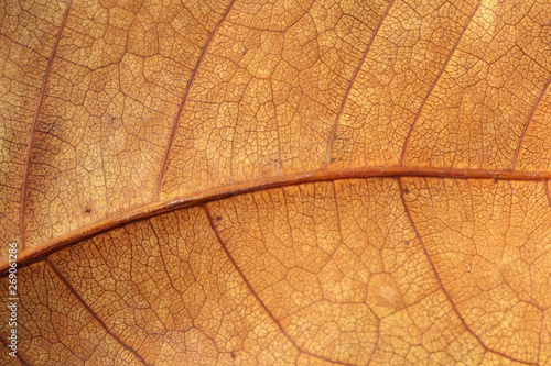 pattern of brown leaf close up © paisan191