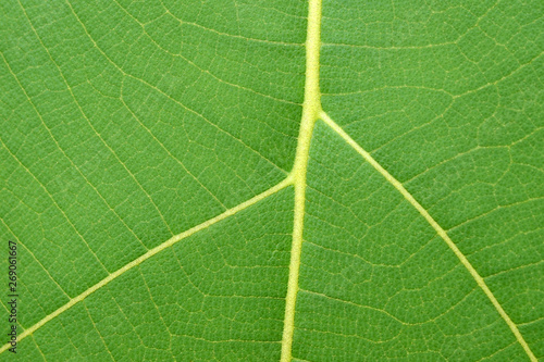 pattern of green leaf