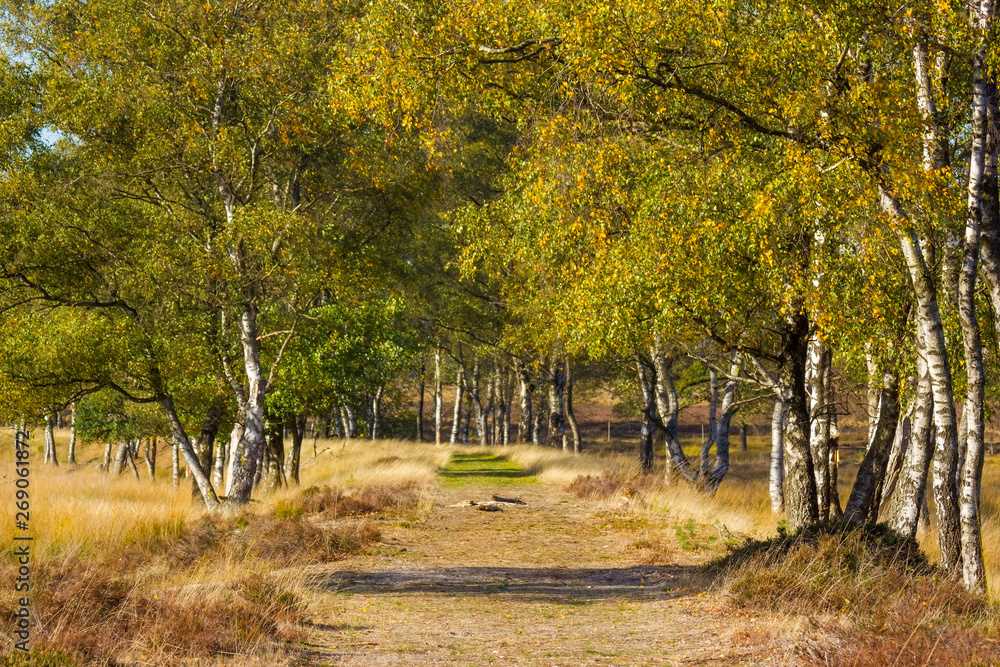 Fototapeta premium Birch alley in National Park Hoge Veluwe in the Netherlands.