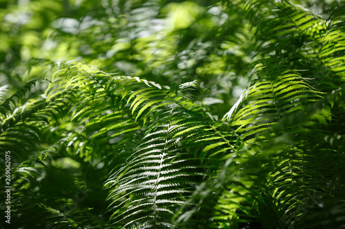 зеленые заросли папоротника в лесу в солнечном свете