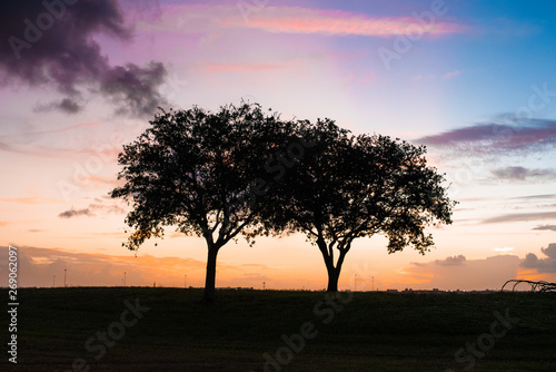 Trees silhouetted with gorgeous sunset
