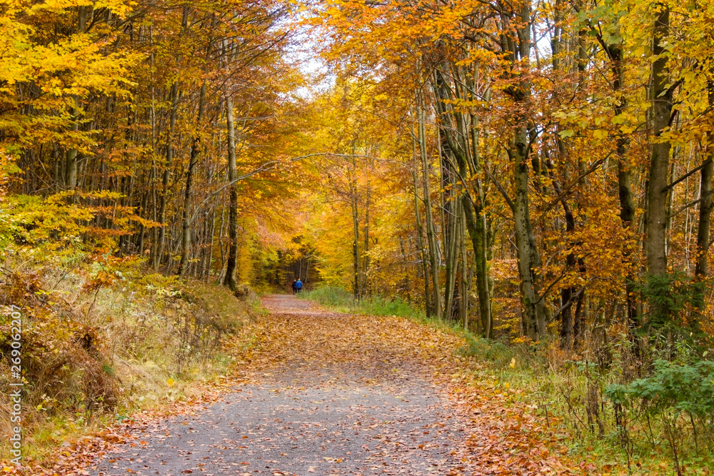 Autumn in forest