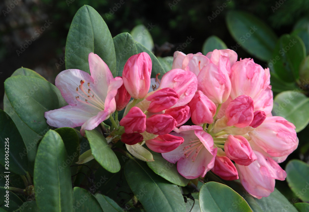 Fototapeta premium pink flowers and buds of rhododendron bush close up