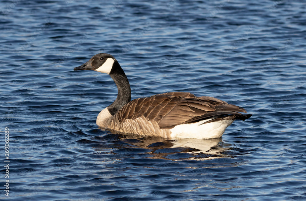 Canada goose swimming in lake michigan Canada goose swimming in lake michigan