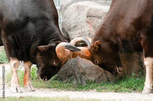 Canvas Print Two water buffalo locking horns