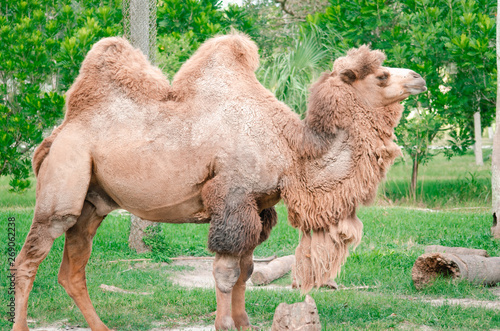 Two humped camel at the zoo 