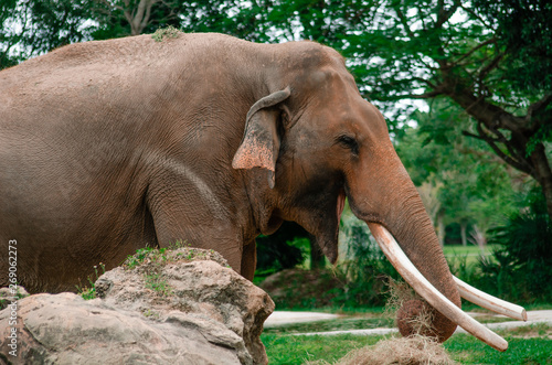 African elephant at the zoo