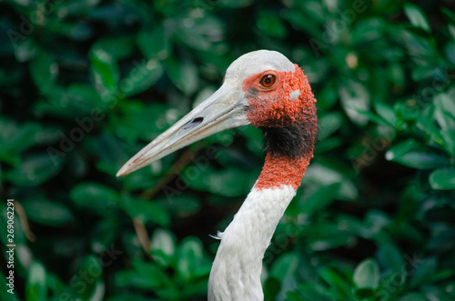 Stork bird on green
