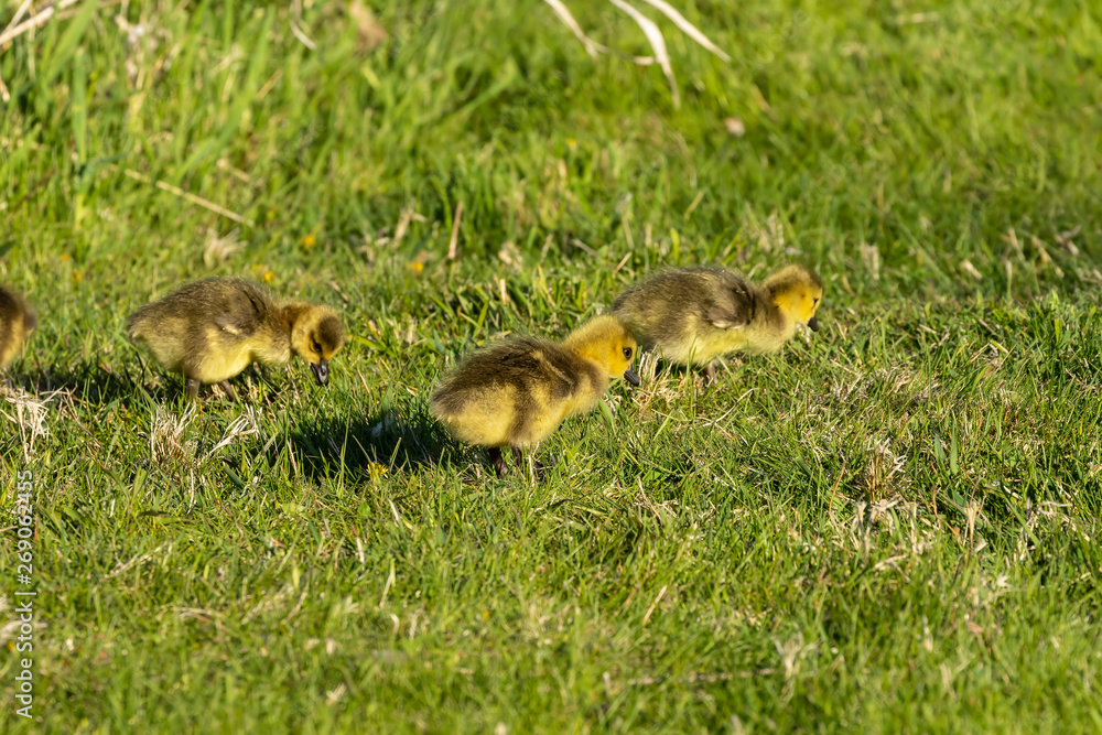 Cute gosling in the meadow. Nature scene from Wisconsin. Cute gosling in the meadow. Nature scene from Wisconsin.