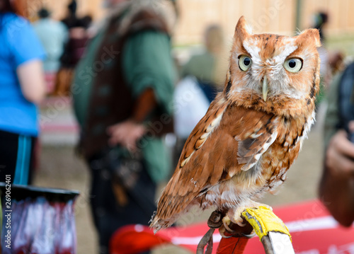 Small orange great horned owl baby on a basket