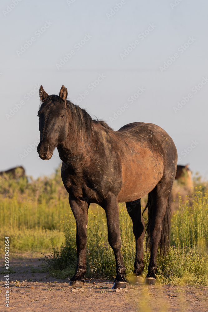 Fototapeta premium Wild Horse in the Utah Desert in Spring