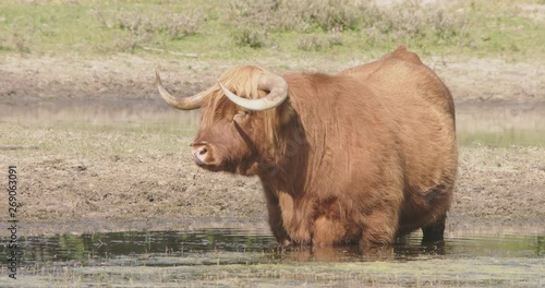 A large scottisch higlander standing in an open spot in a forrest. He is standing in a small pond to keep cool and is eating waterplants  photo