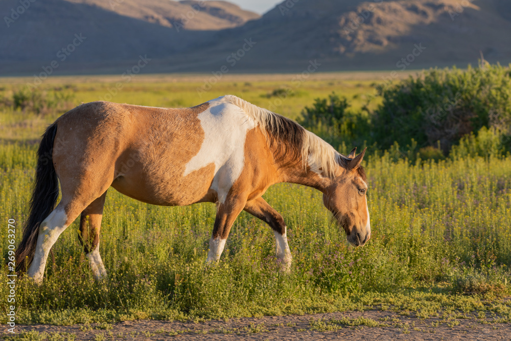 Obraz premium Wild Horse in the Utah Desert in Spring