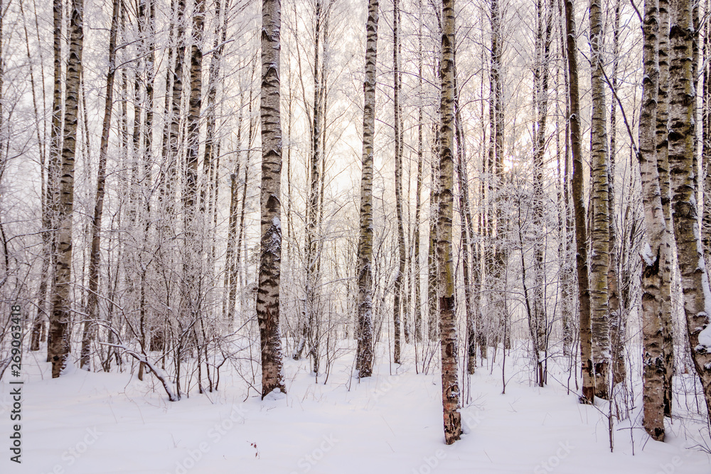 Birch grove in the winter in the snow. White trees. Trees in the snow. Snow picture. Winter landscape grove of white trees and snow. Birch grove in the winter in the snow. White trees. Trees in the snow. Snow picture. Winter landscape grove of white trees and snow.