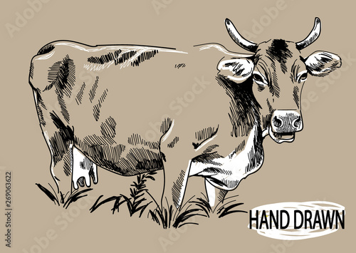 Big young bull. Cow. Drawing by hand in vintage style. Children's drawing. Meat, beef. Farm products.