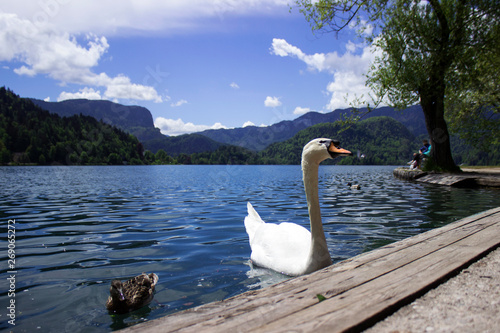 The swan on Lake Bled, birds float on the lake. Nature, background