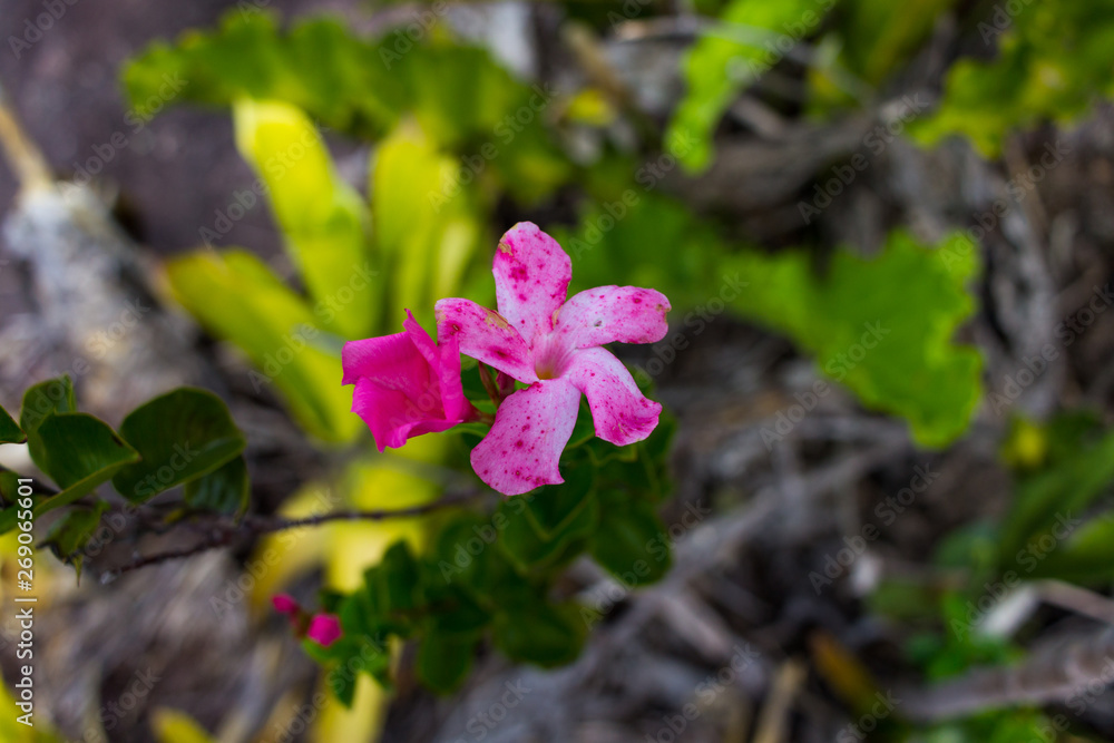 Pequena flor rosa Pequena flor rosa