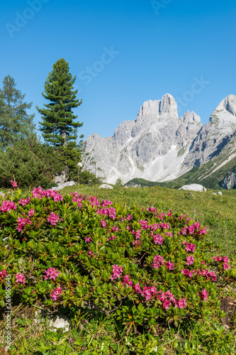 Alpenrose vor der Bischofsmütze 