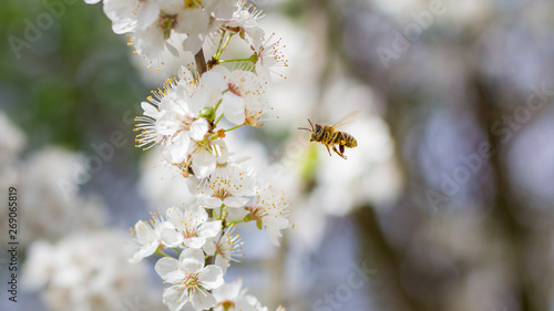Pszczoła lata wokół gałęzi z kwitnącymi białymi kwiatami