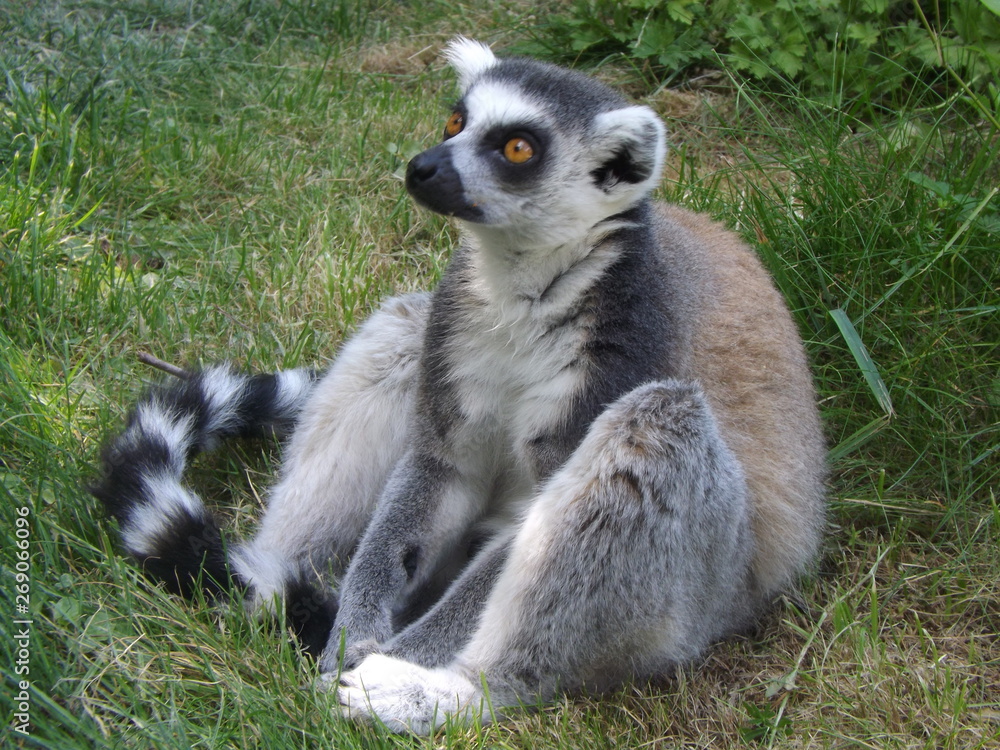 Obraz premium Lemur catta