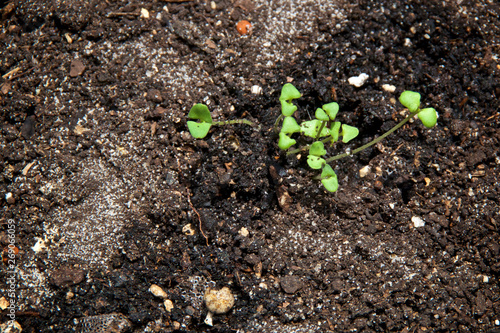 Looking down at small green lavender seedlings with cotyledons leaves in dirt.