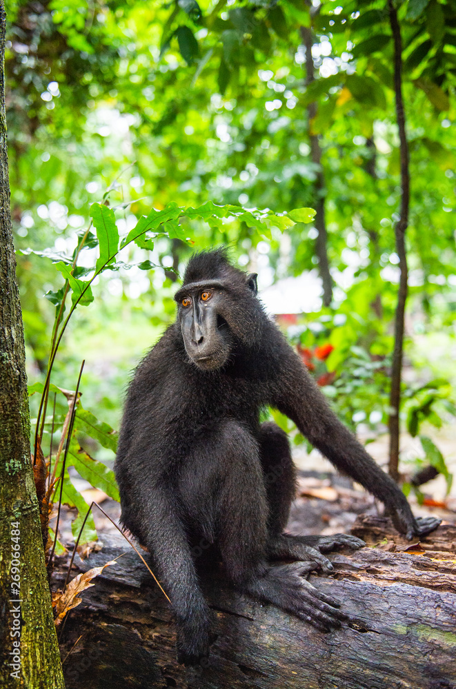 The Celebes crested macaque in the forest. Crested black macaque, Sulawesi crested macaque, or the black ape. Natural habitat. Sulawesi Island. Indonesia. The Celebes crested macaque in the forest. Crested black macaque, Sulawesi crested macaque, or the black ape. Natural habitat. Sulawesi Island. Indonesia.