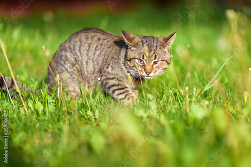 A stray cat sits in the grass in the summer. Photographed with a blurred background.