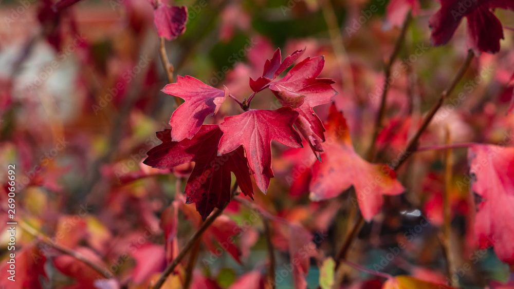 Leaves of Golden current or Ribes aurum in autumn sunlight background, selective focus, shallow DOF Leaves of Golden current or Ribes aurum in autumn sunlight background, selective focus, shallow DOF