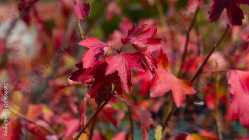 Leaves of Golden current or Ribes aurum in autumn sunlight background, selective focus, shallow DOF