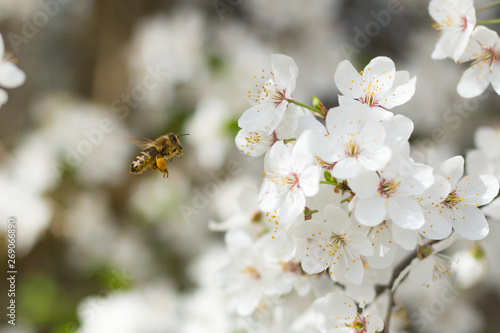 Pszczoła leci z lewej do kwitnących kwiatów czereśni wiopsna