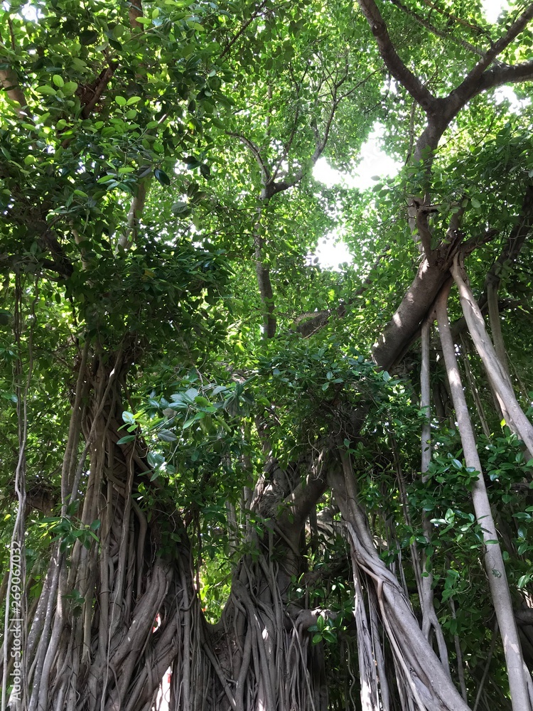 Obraz premium Tree