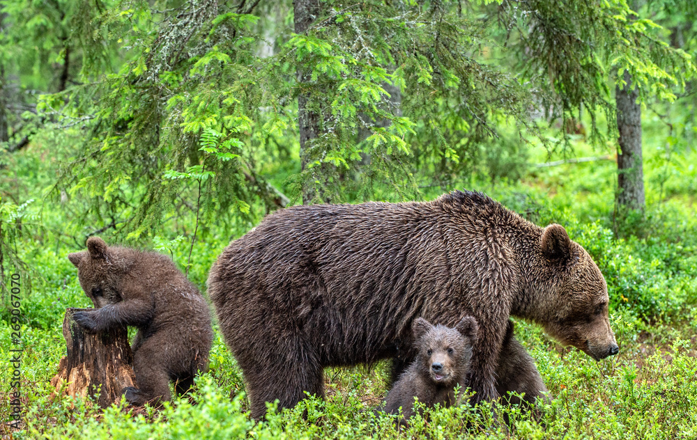 She-Bear and Cubs of Brown bear in the summer forest. Natural habitat. Scientific name: Ursus Arctos Arctos.