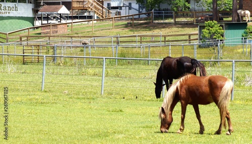 Horses grazing